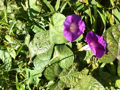 Ipomoea purpurea