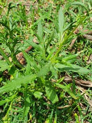 Euryops chrysanthemoides