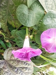 Ipomoea purpurea