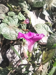 Ipomoea purpurea