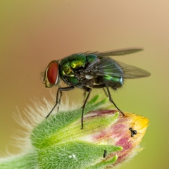 Lucilia eximia