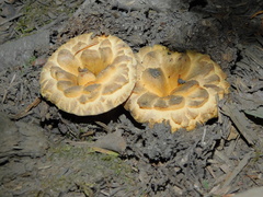 Turbinellus kauffmanii