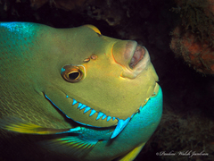 Holacanthus bermudensis