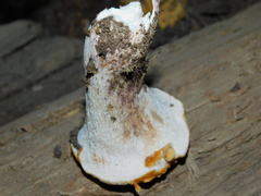 Turbinellus kauffmanii