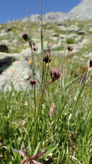 Juncus jacquinii