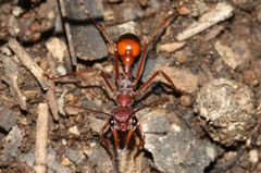 Myrmecia nigriscapa