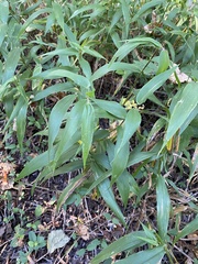 Chasmanthium latifolium