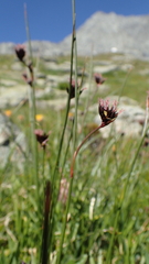 Juncus jacquinii