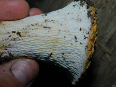 Turbinellus kauffmanii