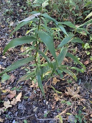 Chasmanthium latifolium
