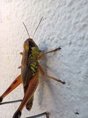 Phoetaliotes nebrascensis