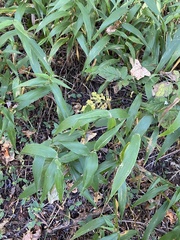 Chasmanthium latifolium