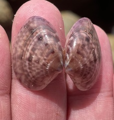 Megapitaria squalida