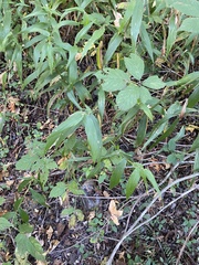 Chasmanthium latifolium