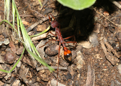 Myrmecia nigriscapa