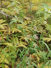 Symphyotrichum novi-belgii novi-belgii