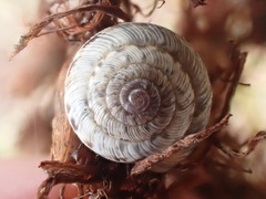 Xeroplexa intersecta