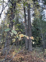 Acer glabrum douglasii