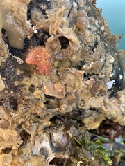 Boltenia villosa