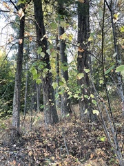 Acer glabrum douglasii