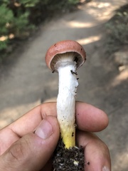 Gomphidius subroseus