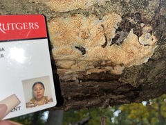 Basidioradulum radula