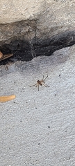 Latrodectus hesperus