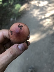 Gomphidius subroseus