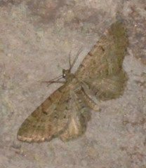 Eupithecia intricata