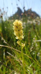 Tofieldia calyculata
