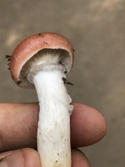 Gomphidius subroseus