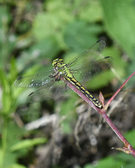 Ophiogomphus cecilia