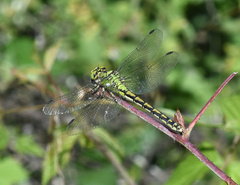Ophiogomphus cecilia