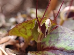 Corybas oblongus