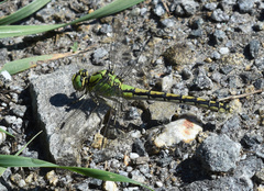 Ophiogomphus cecilia