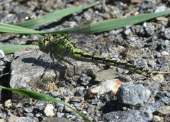 Ophiogomphus cecilia