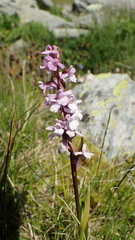 Gymnadenia