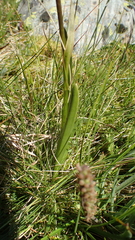 Gymnadenia