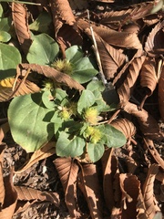 Alternanthera pungens