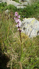 Gymnadenia
