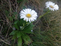 Celmisia holosericea