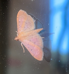 Herpetogramma bipunctalis