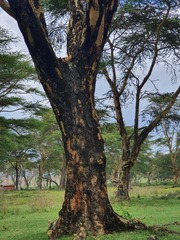 Vachellia xanthophloea