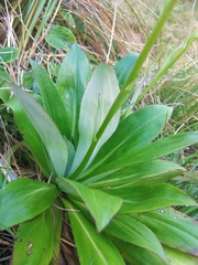 Celmisia holosericea