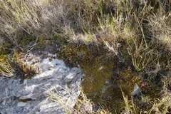 Breutelia substricta