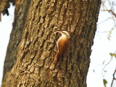 Lepidocolaptes angustirostris