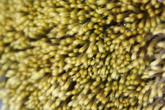 Breutelia substricta