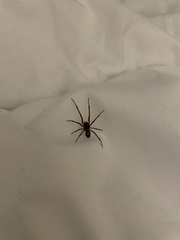 Steatoda nobilis