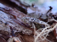 Hypogymnia lophyrea
