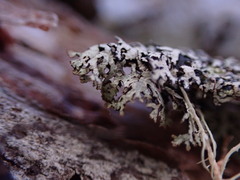 Hypogymnia lophyrea